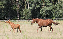 Reiten