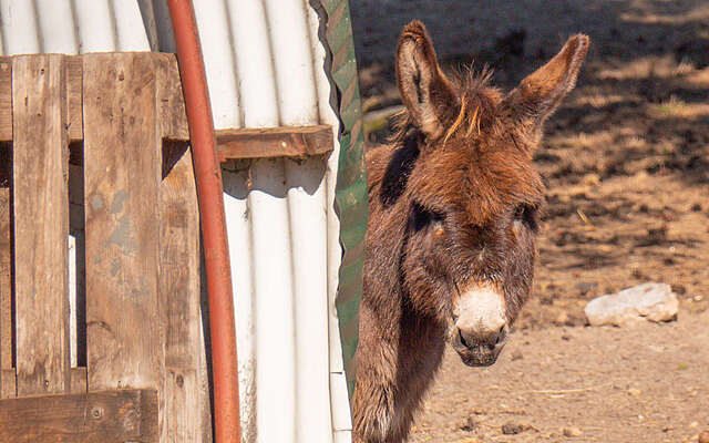 Esel in der Tierwarte
