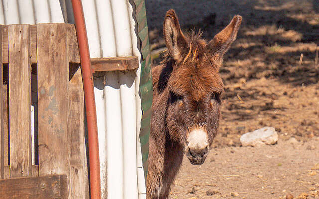 Esel in der Tierwarte