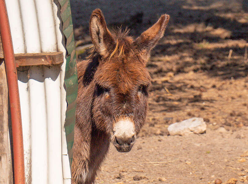Esel in der Tierwarte