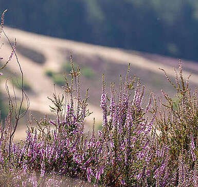Heideblüte Saarmunder Berg