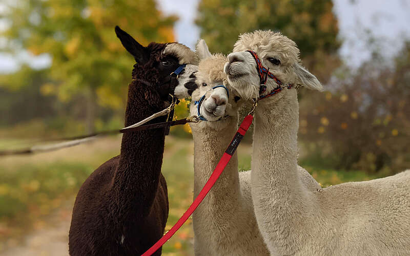 Alpakawanderung Nadine P.