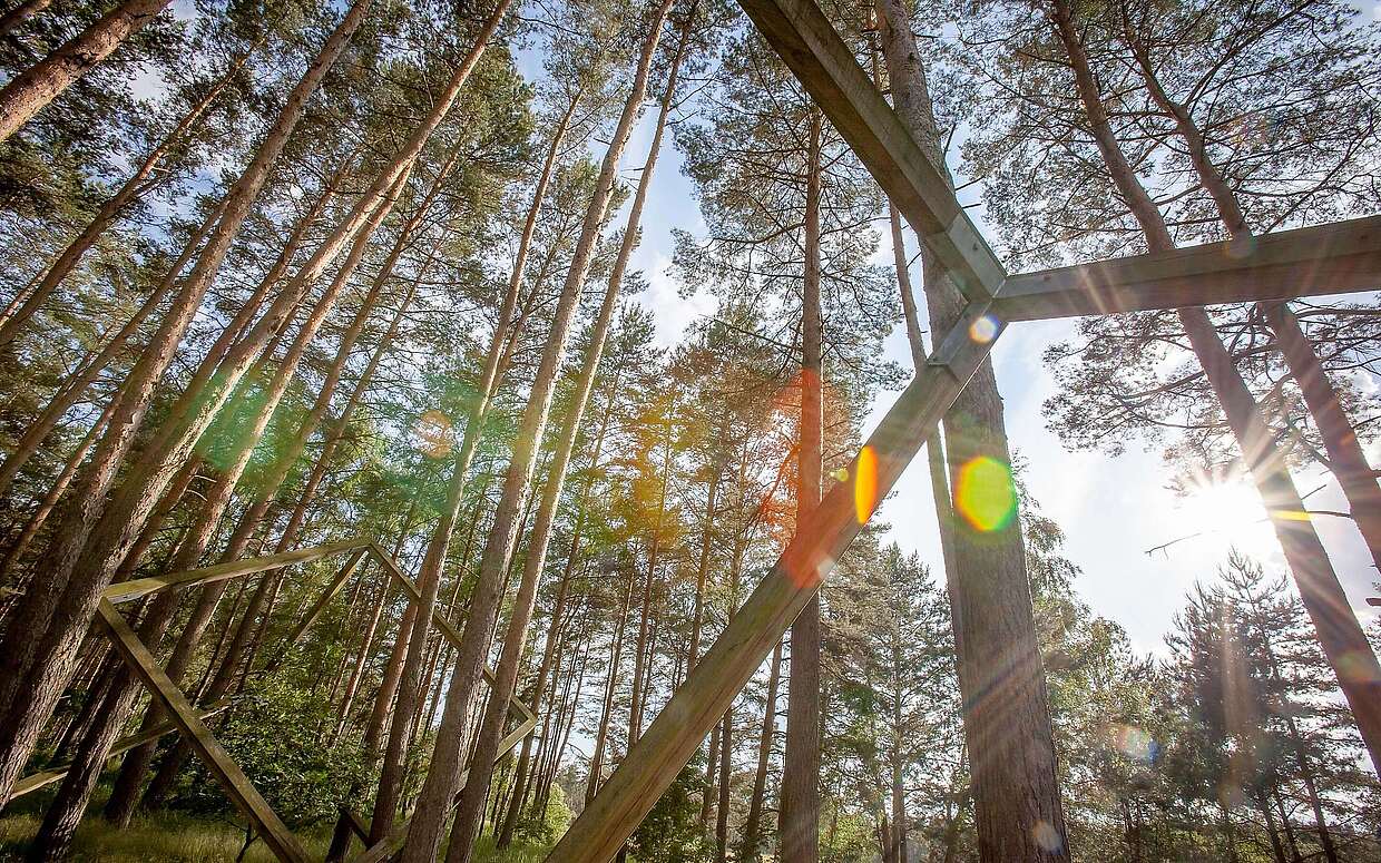 Kunstwerk Unter Kiefern auf dem Kunstwanderweg