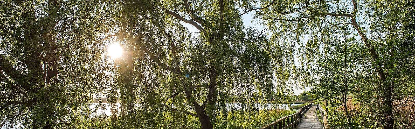 Bohlensteg in Blankensee