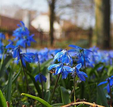 Blausternchen in Diedersdorf auf dem Dorfanger