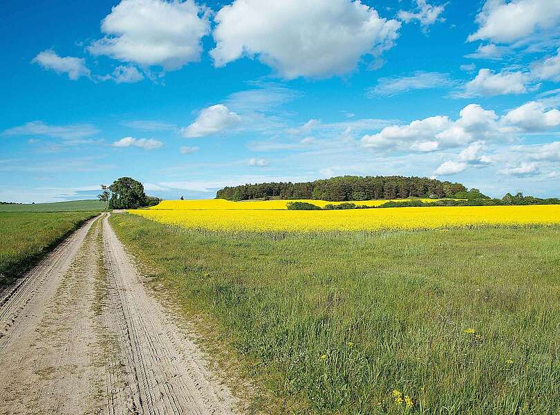 Rapsfeld im Naturpark Fläming