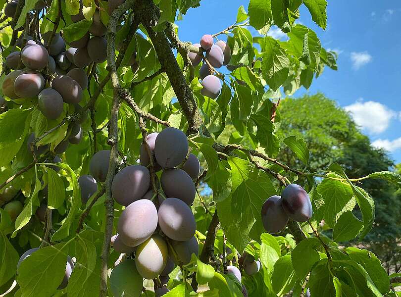 Pflaumenbaum an der Kirche in Wiesenburg