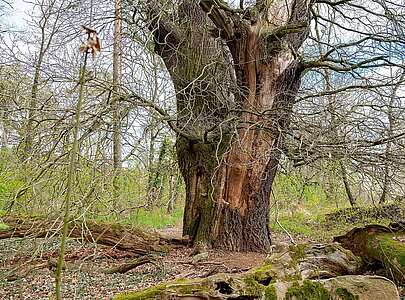 Wildnisschule Hoher Fläming - Baum