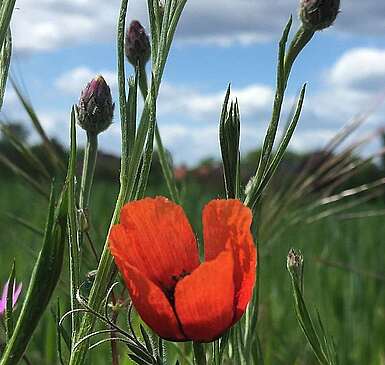 Mohnblume am Feldrand