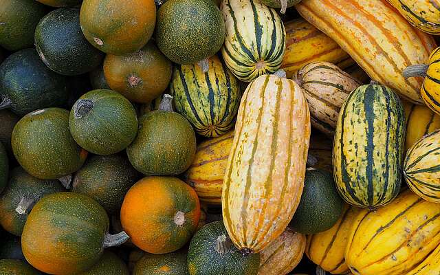 Kürbisausstellung Klaistow Buschmann und Winkelmann