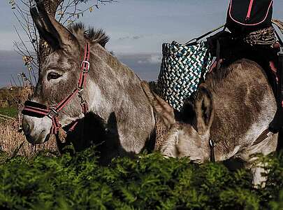 Unterwegs mit den Eselnomaden