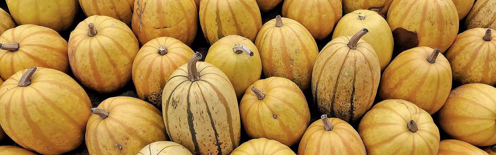 Kürbisausstellung in Klaistow