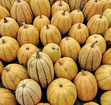 Kürbisausstellung in Klaistow