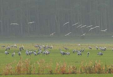 Kraniche auf den Feldern