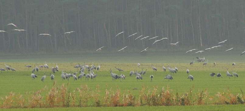 Kraniche auf den Feldern