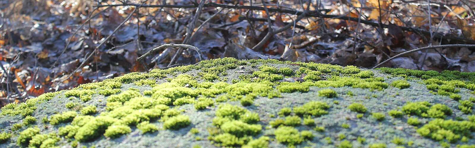 Wildnisschule Hoher Fläming Moos