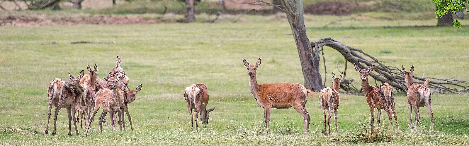Tiere im Wildgehege Glauer Tal