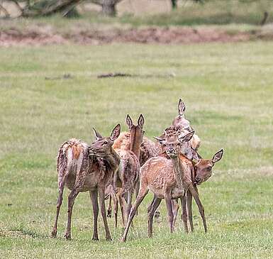 Tiere im Wildgehege Glauer Tal