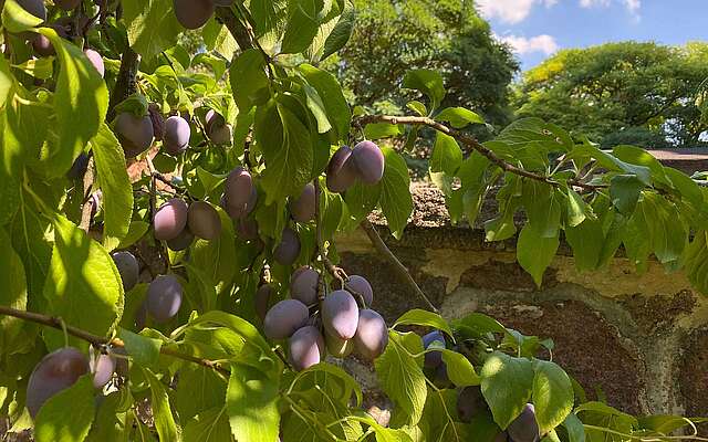 Pflaumenbaum an der Kirche in Wiesenburg