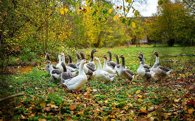 Gänse im Garten von Bernd Moritz