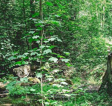 Im Nieplitztal bei Treuenbrietzen