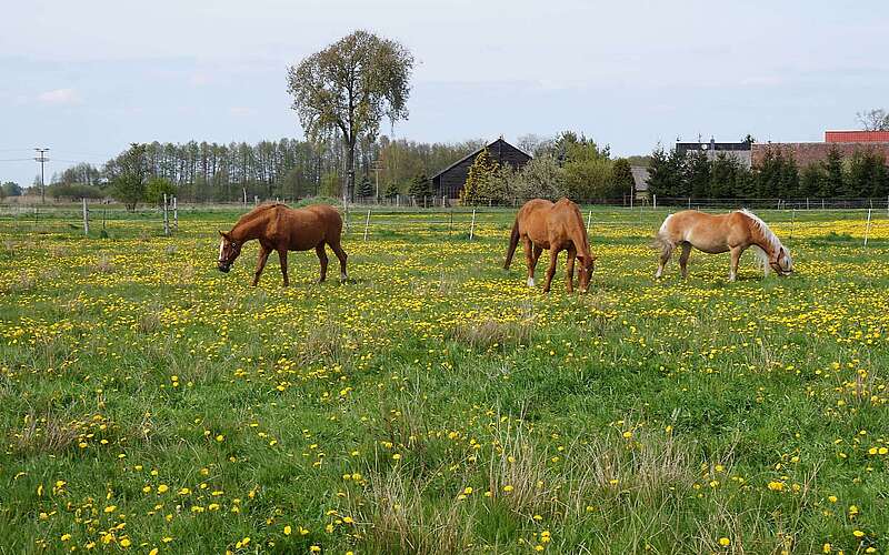 Pferde auf dem Bauernhof am Storchennest