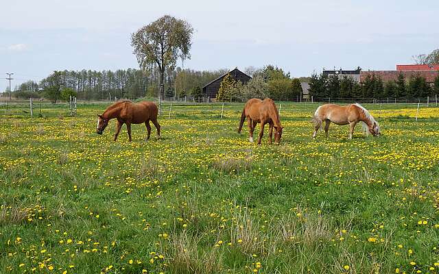 Pferde auf dem Bauernhof am Storchennest