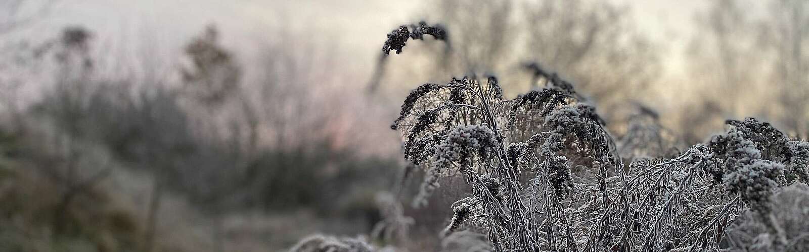 Frostiger Morgen