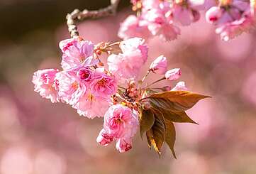 Nahaufnahme Kirschblüte, Teltow