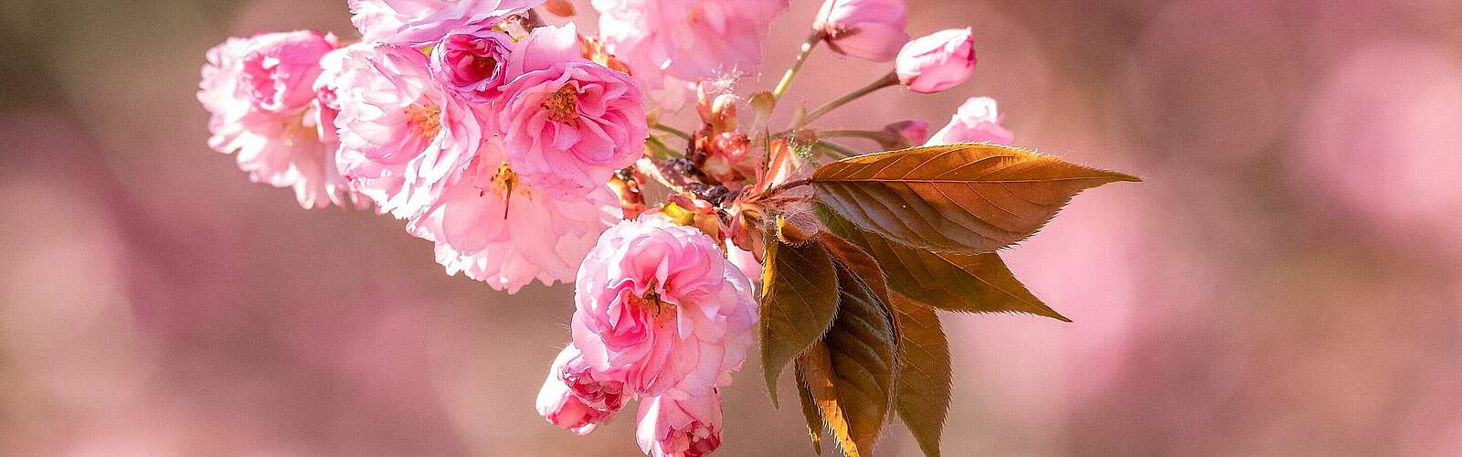 Nahaufnahme Kirschblüte, Teltow
