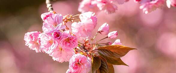 Nahaufnahme Kirschblüte, Teltow