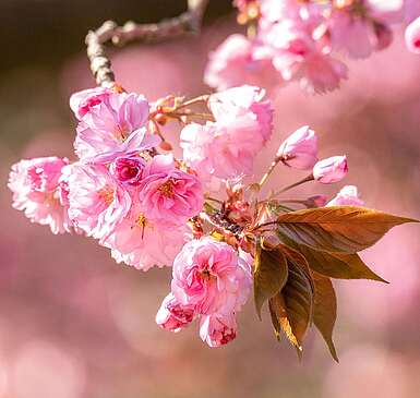Nahaufnahme Kirschblüte, Teltow
