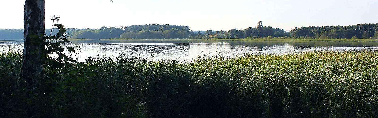 Seeufer am Seddiner See