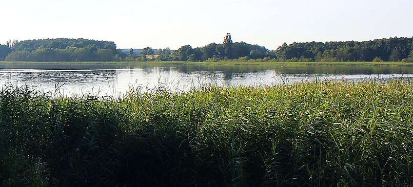 Seeufer am Seddiner See