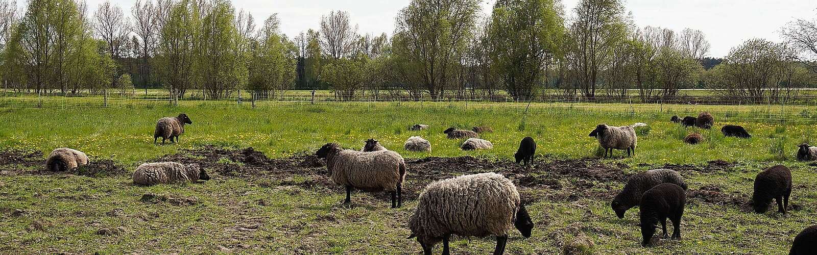 Schafe auf dem Bauernhof am Storchennest