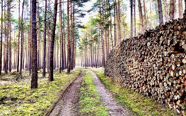 Crosswalking im Wald von Borkheide