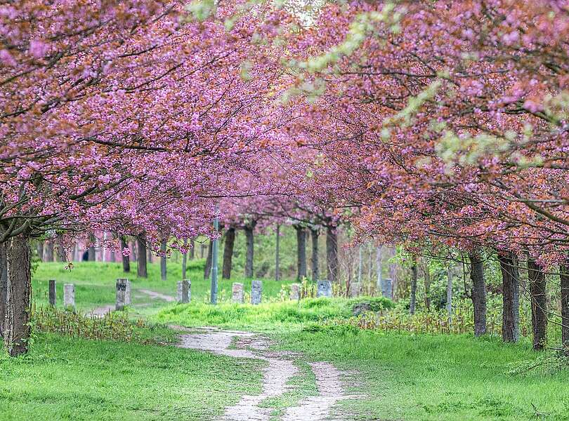 TV-Asahi Kirschblütenallee, Teltow