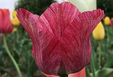 Blumen auf dem Syringhof