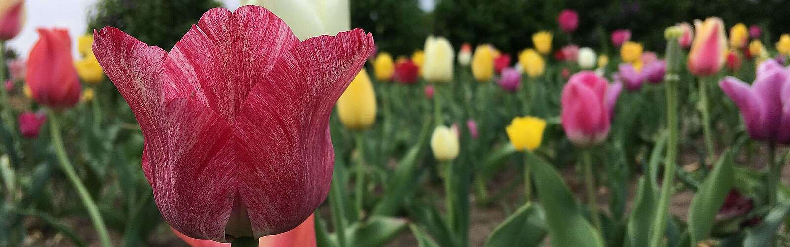 Blumen auf dem Syringhof