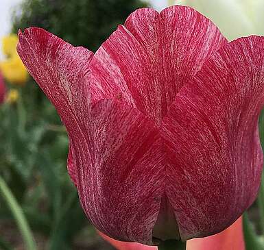 Blumen auf dem Syringhof