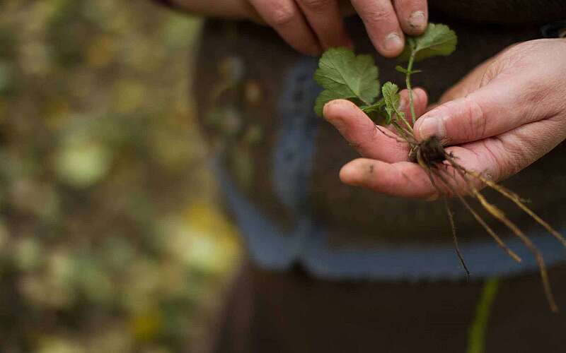 Kräuterwanderung mit Britt Muschert