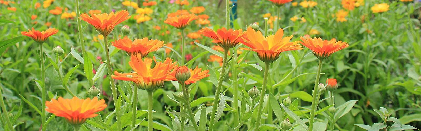 Seifenmanufaktur Gabi Sußdorf