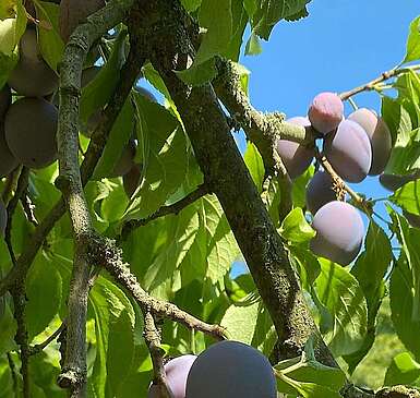 Pflaumenbaum an der Kirche Wiesenburg