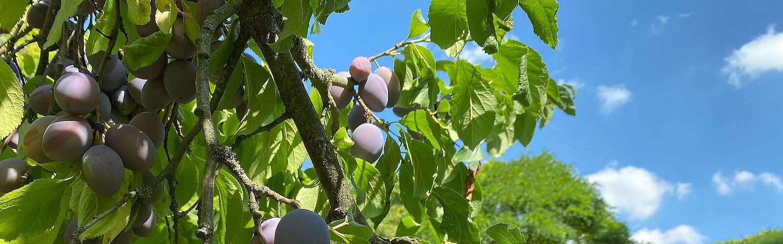 Pflaumenbaum an der Kirche Wiesenburg