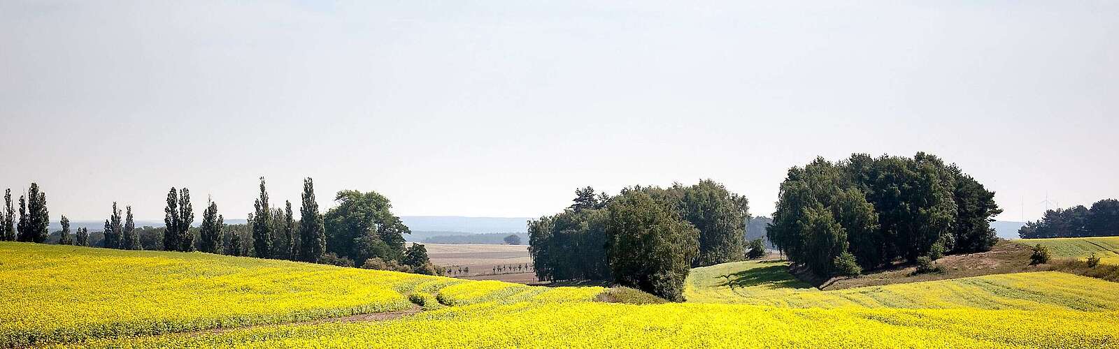Rapsfelder und Landschaft im Fläming