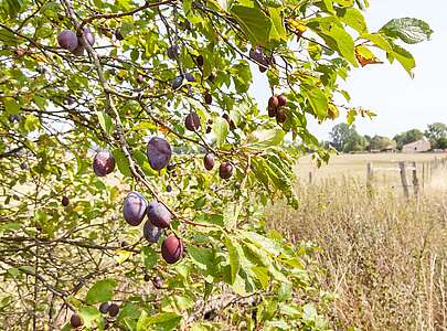 Pflaumenbaum Naturpark Nuthe-Nieplitz