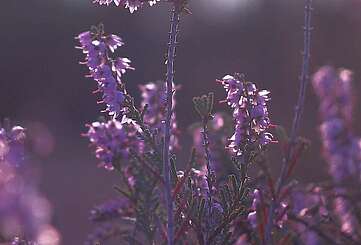 Stiftungsflächen Jüterbog