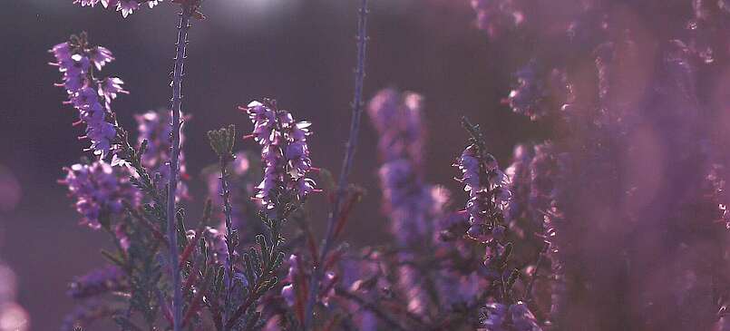 Stiftungsflächen Jüterbog