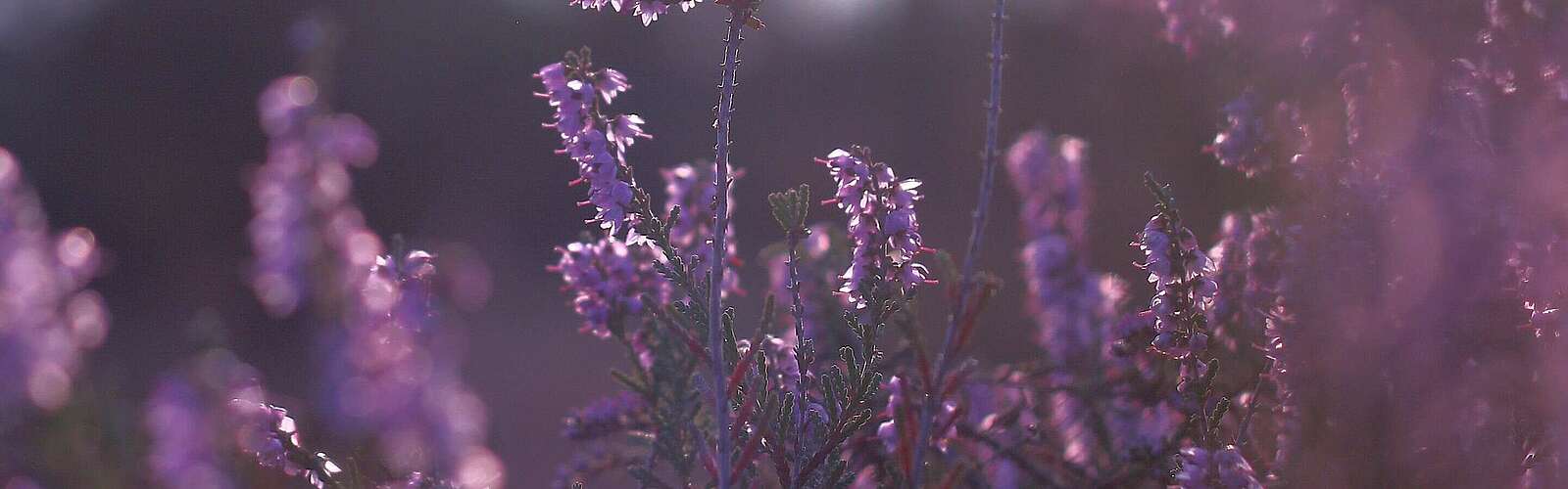 Stiftungsflächen Jüterbog