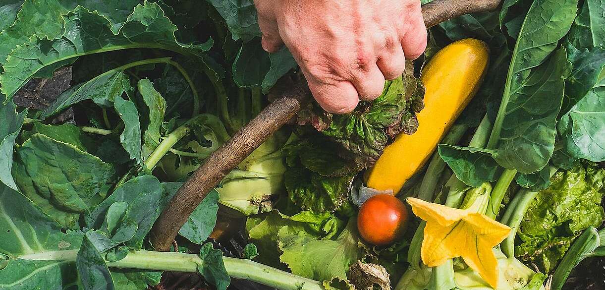 Ein Korb voll regionaler Produkte - Daniel Reuner